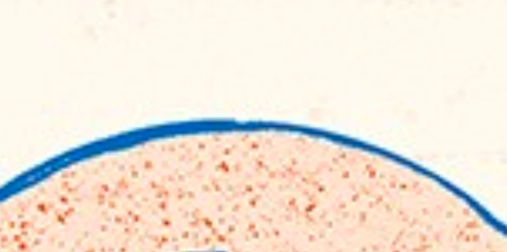 ligestilling-1